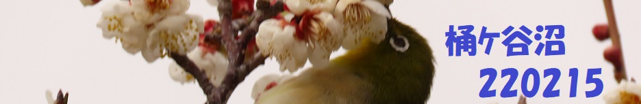 ロゴ画像