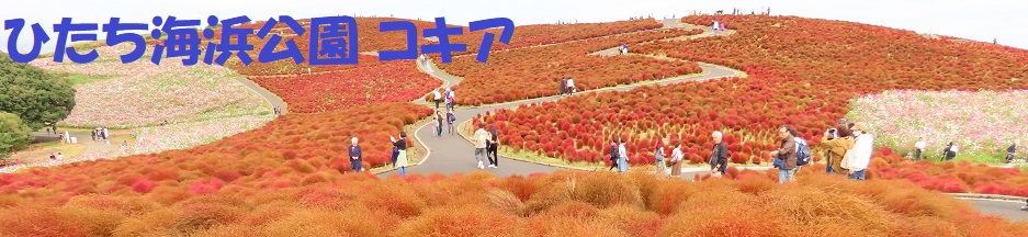 ロゴ画像